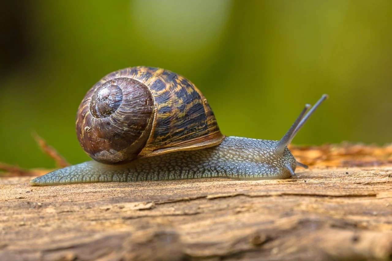 Snailsome
